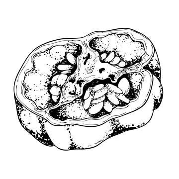 Drawing of a pepper cut in half with seeds. Sketch of a ripe bell pepper. Black Stock Illustration
