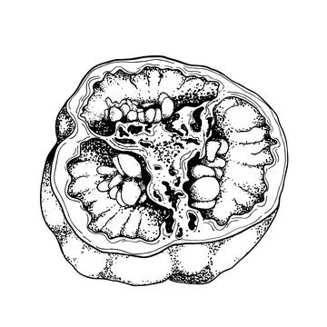 A drawing of a pepper cut in half. Sketch of bell pepper. Black and white Stock Illustration