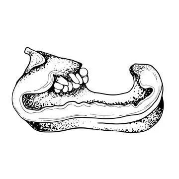 Drawing of a pepper cut into halves. Sketch of a ripe bell pepper. Black and Stock Illustration