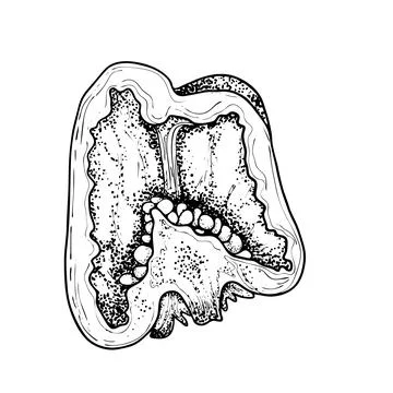 Drawing of a pepper cut into two halves. Sketch of bell pepper. Black and white Stock Illustration
