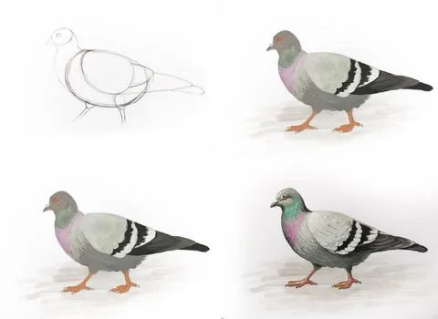 Drawing pigeon step by step instruction. Painting bird art tutorial guide 스톡 일러스트