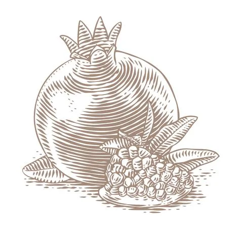 Drawing of pomegranate Stock Illustration