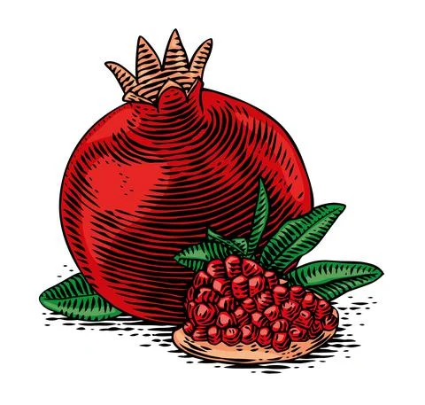 Drawing of pomegranate Stock Illustration