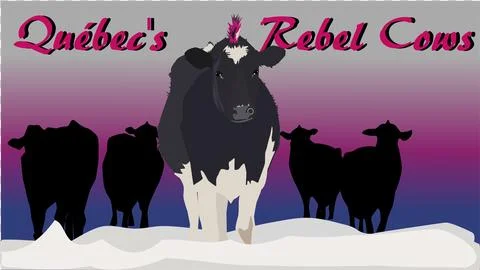 A drawing of Quebec's rebel cows Stock Illustration