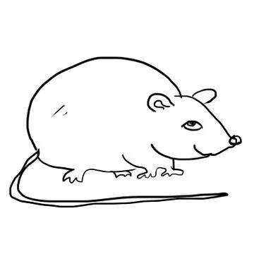 Drawing of rat on the white Stock Illustration