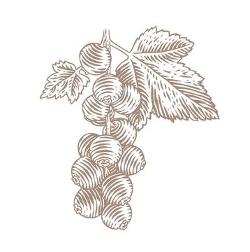 Drawing of red currant Stock Illustration