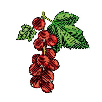 Drawing of red currant Stock Illustration