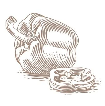 Drawing of red pepper Stock Illustration
