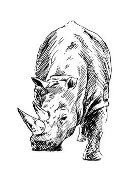 Drawing of a rhino Stock Illustration