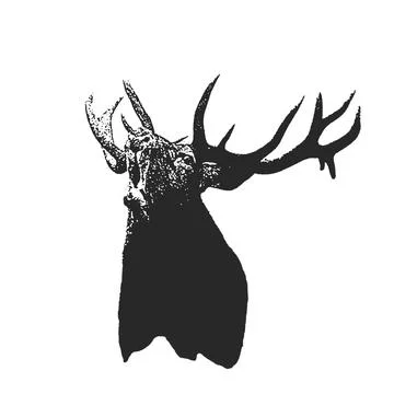 Drawing of a roaring deer. Red deer (Cervus elaphus)  head and antlers port.. Stock Illustration