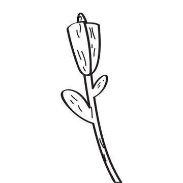 Drawing of a rose Stock Illustration