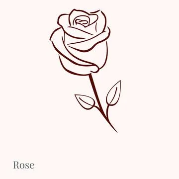 Drawing rose. pattern of roses, illustrations rose pattern with pink background. Stock Illustration