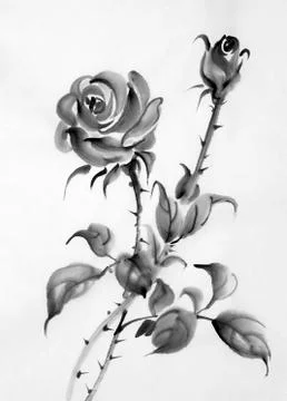 Drawing of a rose on a white background Stock Illustration
