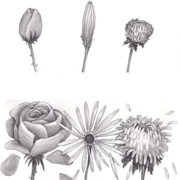 Drawing of Three Flower Buds Closed at Top and Open Blooming at Bottom 库存插图