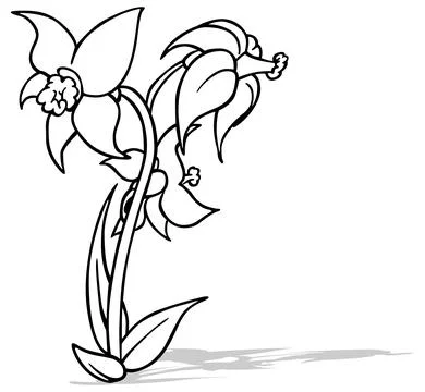 Drawing of Three Flowers of Daffodils Stock Illustration