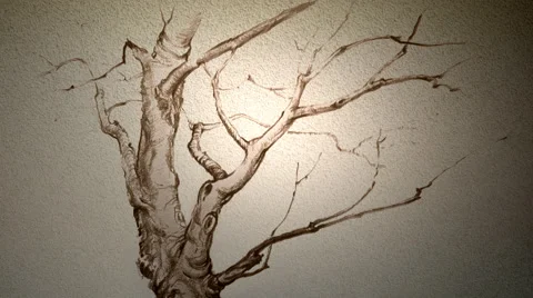 Drawing tree animation Stock Footage 53900963