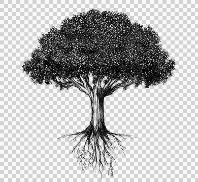 DRAWING OF A TREE Stock Illustration