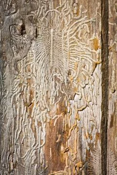 Drawing on tree Fotos Stock
