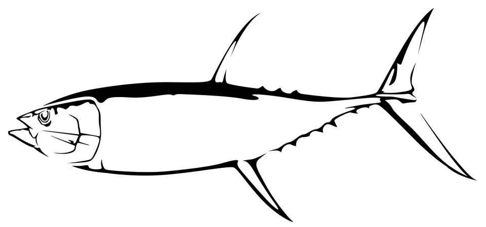 Drawing of Tuna Fish Stock Illustration