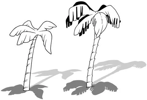 Drawing of Two Coconut Palm Trees Stock Illustration