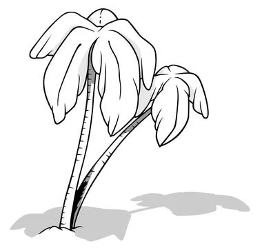 Drawing of Two Coconut Palms with a Drop Shadow on the Ground Stock Illustration
