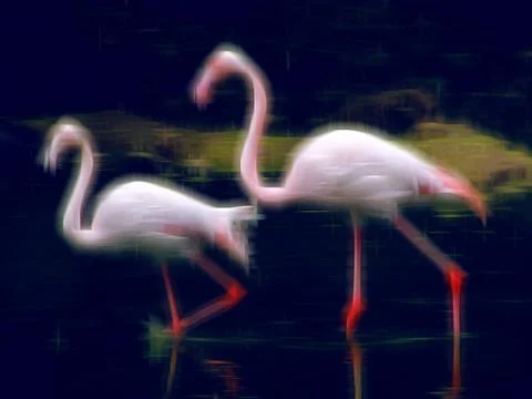 Drawing two flamingos Stock Illustration