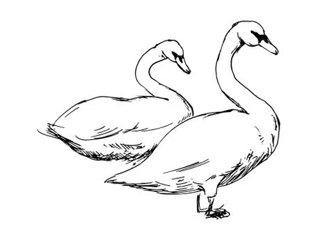 Drawing of two swans Stock Illustration