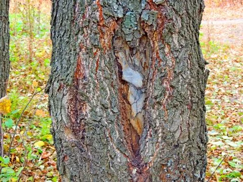 Drawing under the exposed bark of a tree Foto stock