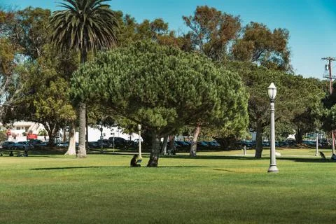 Drawing under the tree Foto stock