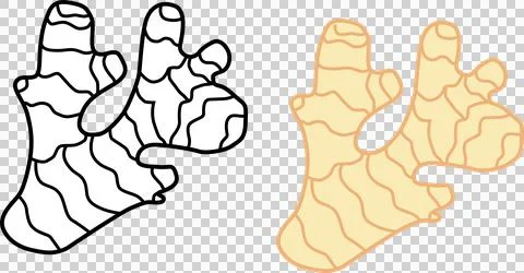 Drawing of a useful ginger root plant for logos and icons Stock Illustration