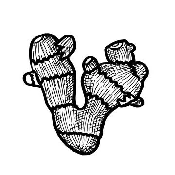Drawing of a useful ginger root in a sketch style Stock Illustration