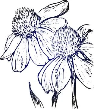 Drawing vector graphics with floral pattern for design. Floral flower natur.. Illustrazione stock