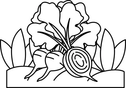 A drawing of a vegetable garden with a bunch of carrots and beets Stock Illustration