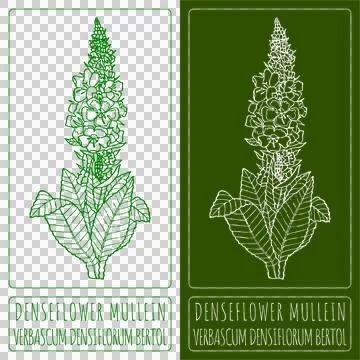 Drawings DENSEFLOWER MULLEIN. Hand drawn illustration. Latin name VERBASCUM DENS Stock Illustration