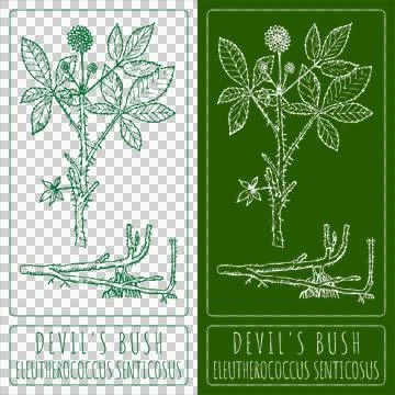Drawings DEVIL'S BUSH. Hand drawn illustration. Latin name ELEUTHEROCOCCUS SENTI Stock-Illustration