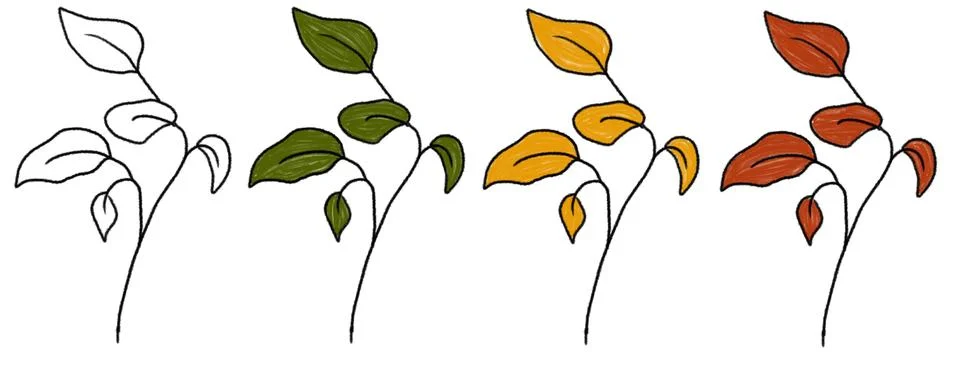 Drawings of leaves showing different colors on a white background with a penc Stock Illustration