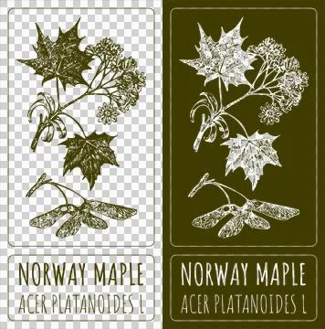 Drawings NORWAY MAPLE. Hand drawn illustration. Latin name ACER PLATANOIDES L. Stock Illustration