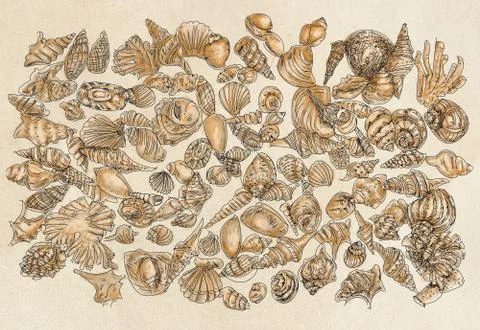 Drawings of shells , decoration of seashells from the beach Stock Illustration