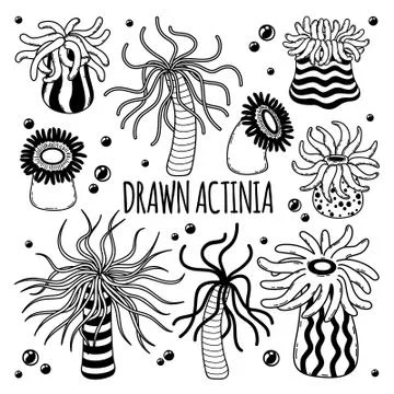 Drawn actinia Stock Illustration