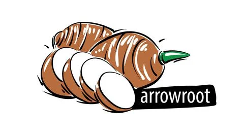 Drawn arrowroot isolated on a white background Stock Illustration