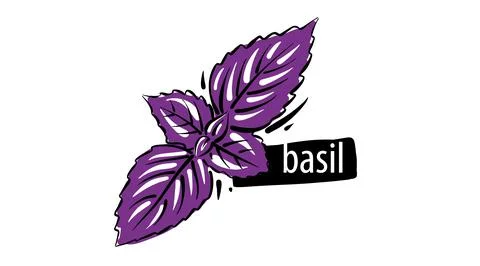 Drawn basil isolated on a white background 스톡 일러스트