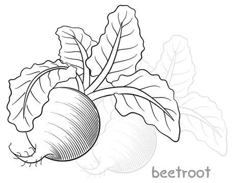 Drawn beetroot Stock Illustration
