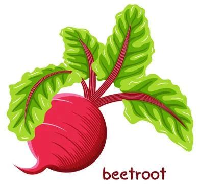 Drawn beetroot Illustrazione stock