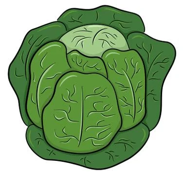 Drawn cartoon white cabbage Stock Illustration