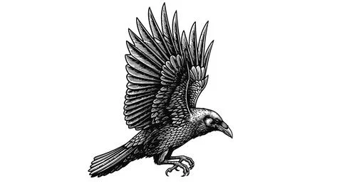 Drawn Crow Bird Flying, Wings Spread, Black and White Illustration Stock Illustration