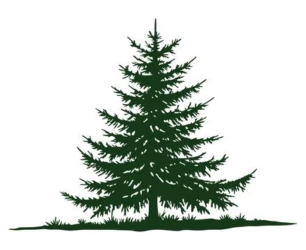 Drawn forest fir tree on white background. Sketch of fir tree. Vector Stock Illustration
