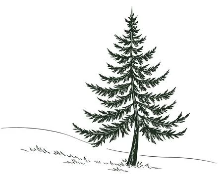 Drawn forest fir tree on white background. Sketch of fir tree. Vector Stock Illustration