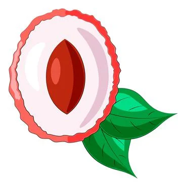 Drawn fruit half lychee and leaf in color Stock Illustration