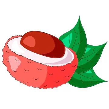 Drawn fruit half lychee and leaf in color Stock Illustration