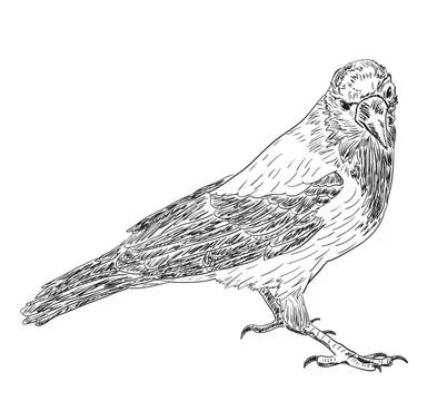 Drawn Hooded Crow Stock Illustration